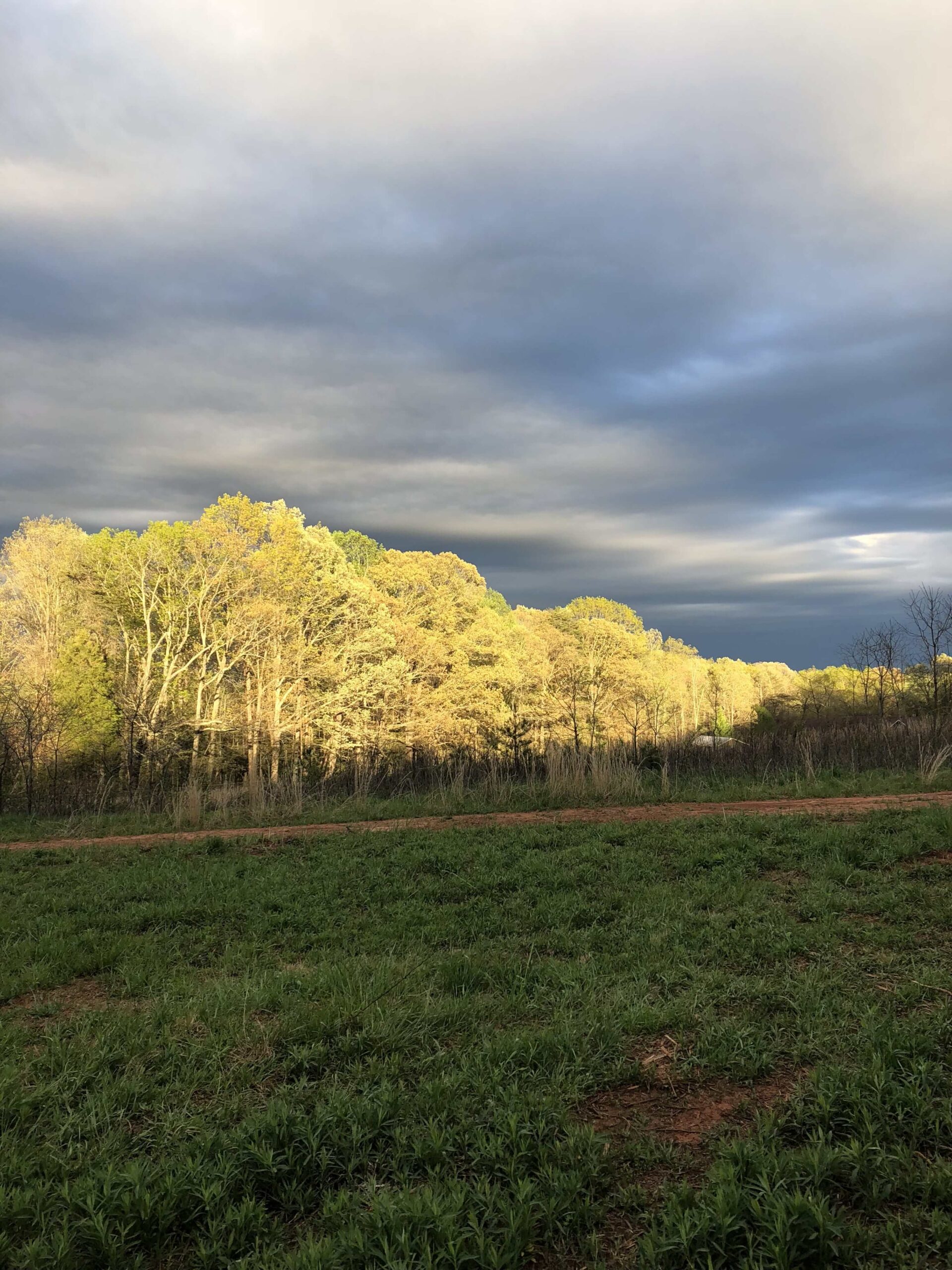 Professional Tree Removal in Charlotte